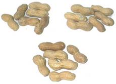 Erdnüsse-3x6.jpg